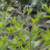 Spear Mint